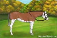 Horse Color:Bay Splash 