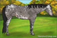 Horse Color:Gray Brown Ice Appaloosa 