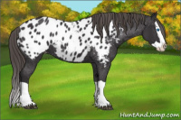 Horse Color:Buckskin Splash Appaloosa 