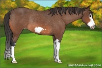 Horse Color:Bay Splash Frame Snowcap Rabicano 
