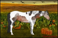 Horse Color:Brown Tobiano Rabicano 