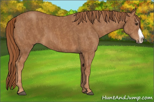 Horse Color: Chestnut Splash Frame  Brindle