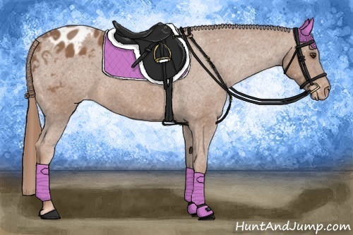 Horse Color:Chestnut Appaloosa 