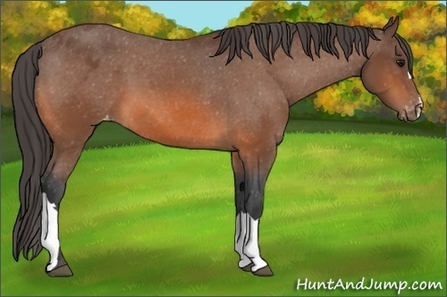 Horse Color: Bay Blanket 
