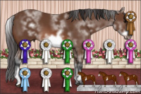 Horse Color:White Spotted Bay Frame 