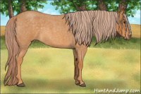 Horse Color:Chocolate Palomino Roan 
