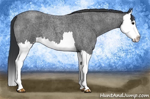Horse Color:Blue Roan Splash 