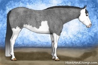 Horse Color:Blue Roan Splash