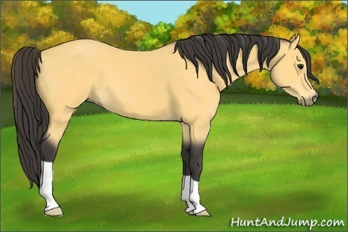 Horse Color:Unknown 