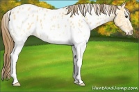 Horse Color:White Spotted Buckskin Dun Blanket 