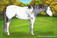 Horse Color:Brown Roan Splash Near Fewspot 