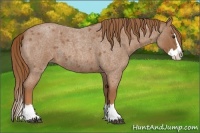 Horse Color:Red Roan Splash 