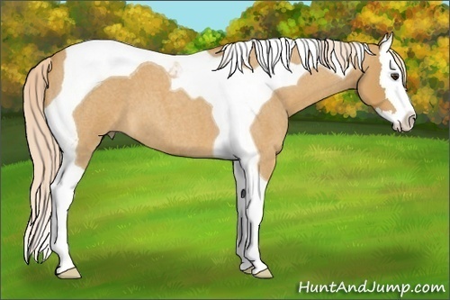 Horse Color:Palomino Roan Splash Tobiano 