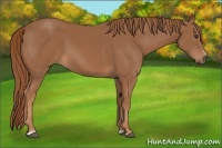 Horse Color:Chestnut Sabino 