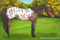 Horse Color:Bay Blanket 