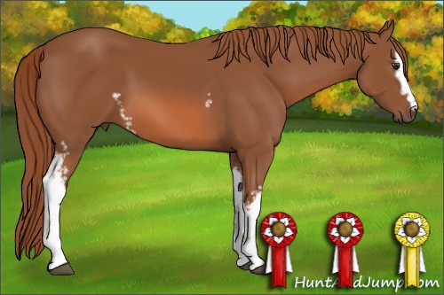 Horse Color: White Spotted Liver Chestnut 