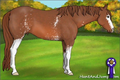Horse Color: White Spotted Liver Chestnut 