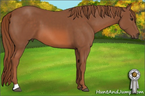 Horse Color: Liver Chestnut 