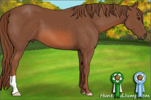Horse Color: Liver Chestnut 