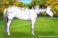 Horse Color:Blue Roan Splash Frame Appaloosa 