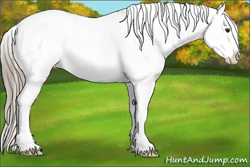 Horse Color:White Spotted Chocolate Palomino Dun Splash Appaloosa 