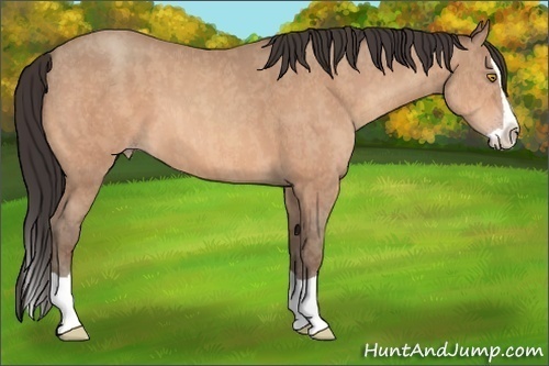 Horse Color: Amber Champagne Splash  Brindle