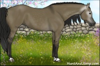 Horse Color:Gray Smoky Grullo 
