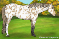 Horse Color:Buckskin Near Leopard 