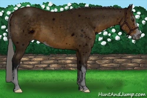 Horse Color: ERROR: UNKNOWN ANOMALY