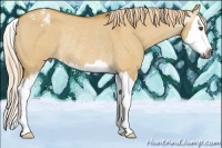 Horse Color:Gray Palomino Roan Dun Sabino Splash Varnish Rabicano 
