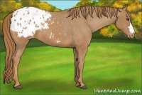 Horse Color:Chestnut Appaloosa 