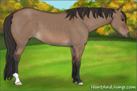 Horse Color:Bay Dun