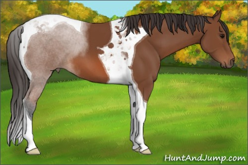 Horse Color: Bay Tobiano 