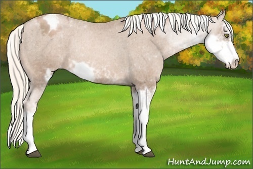 Horse Color: Liver Chestnut Pearl Mushroom Sabino Blanket Rabicano 