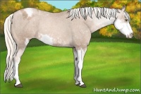 Horse Color:Liver Chestnut Pearl Mushroom Sabino Blanket Rabicano 
