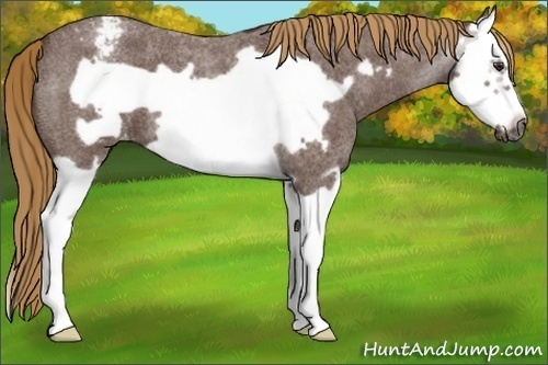 Horse Color:Gray Red Roan Splash Frame Snowcap 