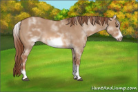 Horse Color:White Spotted Red Dun Frame 