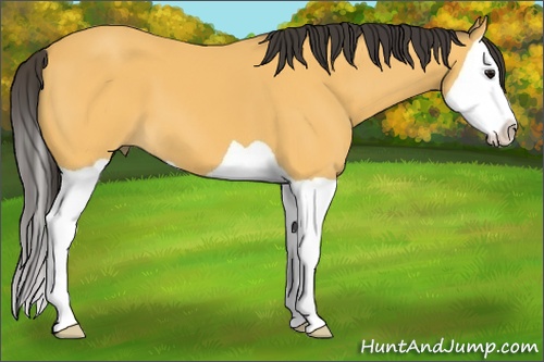 Horse Color: Buckskin Splash 
