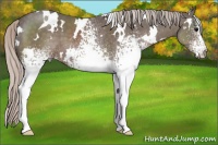 Horse Color:White Spotted Silver Black 