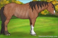 Horse Color:Bay Rabicano 