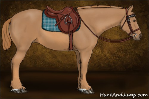 Horse Color: Unknown 