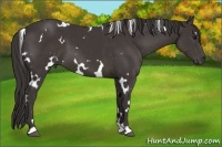 Horse Color:White Spotted Smoky Black 