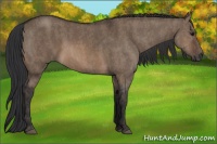 Horse Color:Brown Dun Rabicano  Brindle