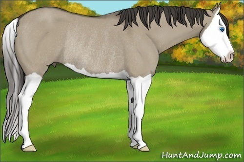 Horse Color:Smoky Grullo Splash Rabicano 