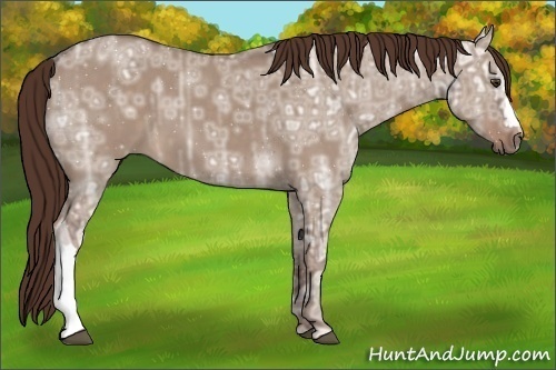 Horse Color: Liver Red Dun Ice 