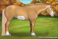 Horse Color:Gray Gold Cream Champagne Roan Frame 