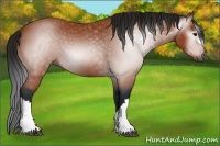 Horse Color:Gray Bay 