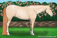 Horse Color:Amber Champagne Pearl 