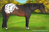 Horse Color:Brown Appaloosa 