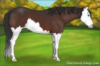 Horse Color:Bay Splash 